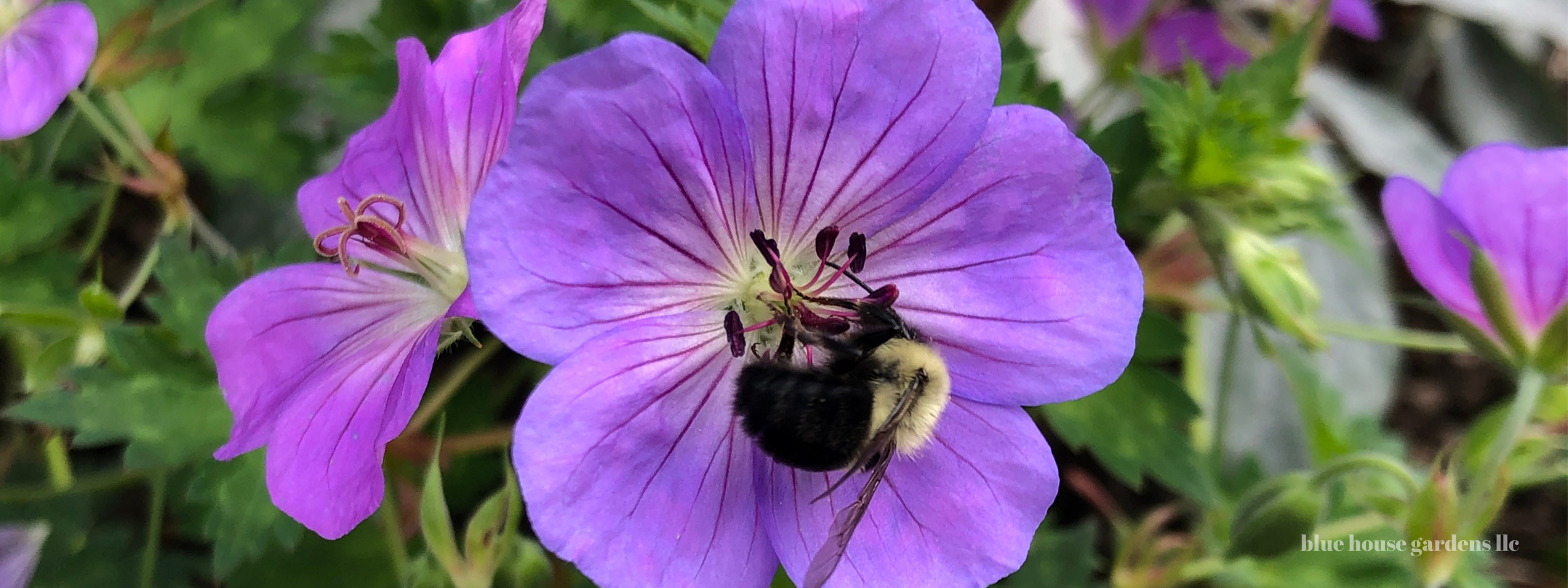 Photo of 'Azure Rush' Geranium